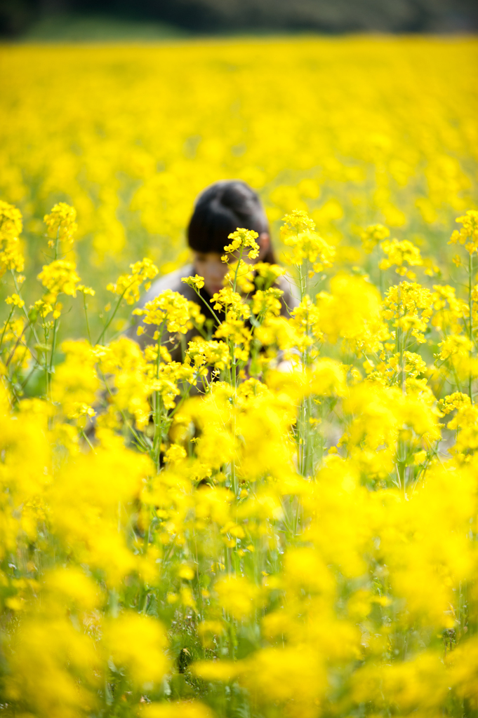 菜の花畑でかくれんぼ。