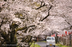 桜道。