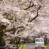 桜道。