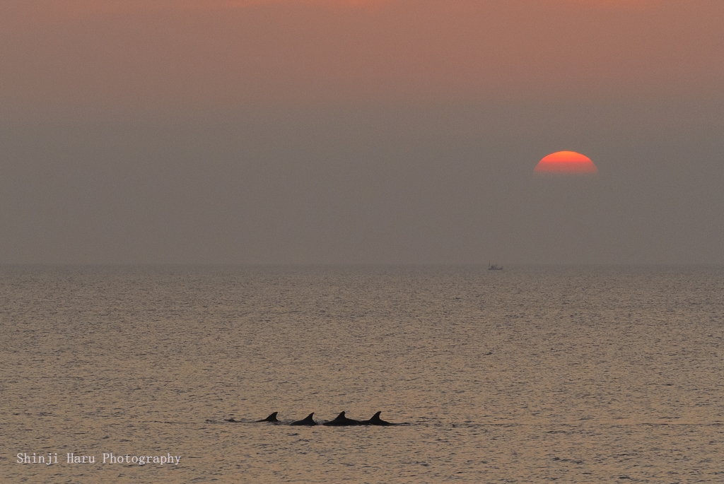 ４頭のイルカと夕日。
