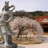 寺の枝垂桜
