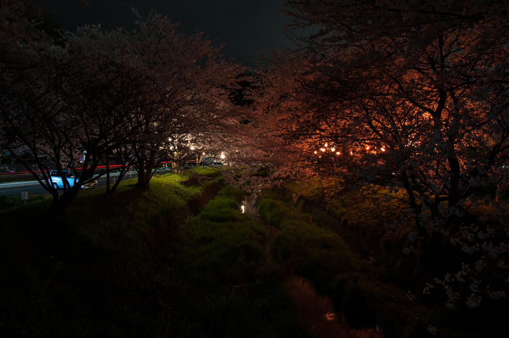 桜模様。