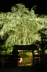 段部の枝垂桜のライトアップ4。