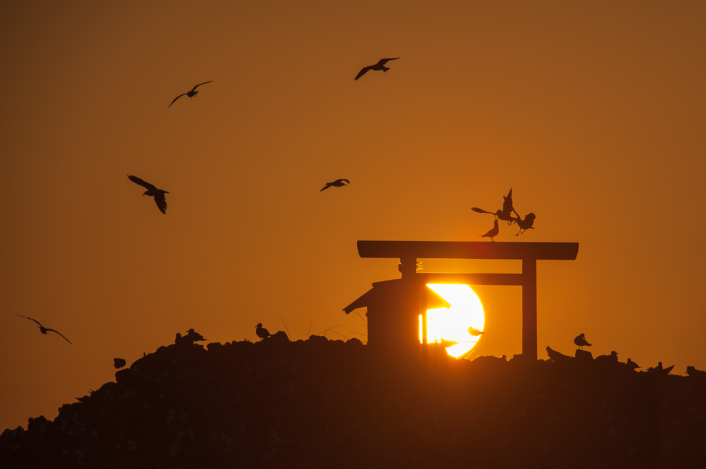 経島のウミネコたち。