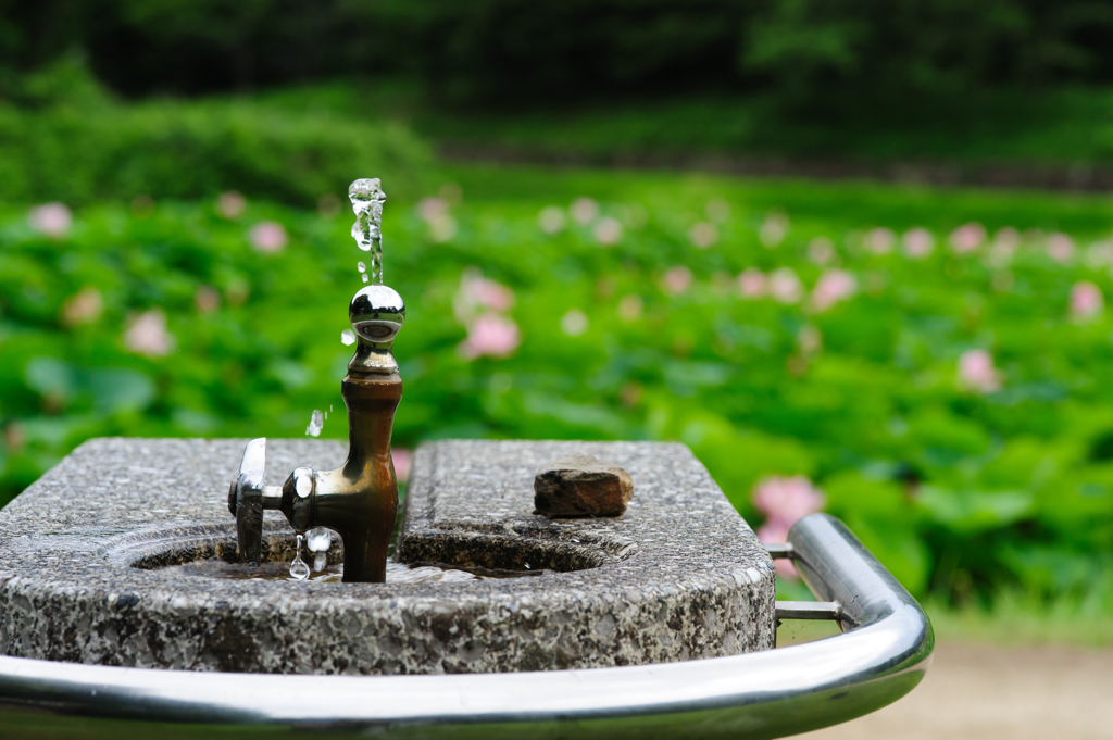 蓮池の水呑場。