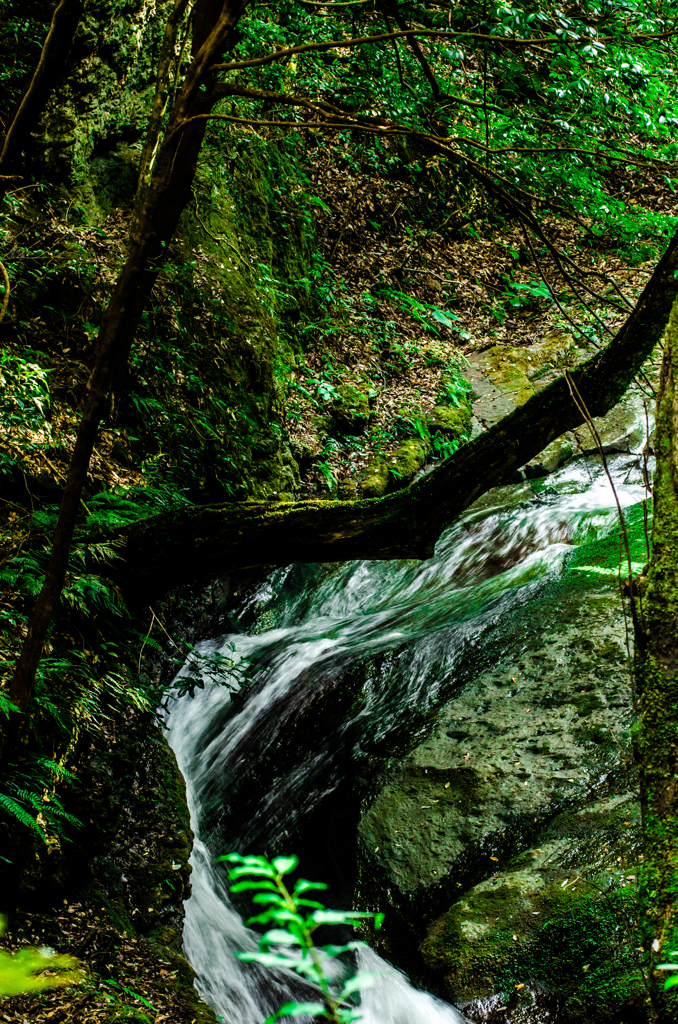鰐淵寺川、流れ。