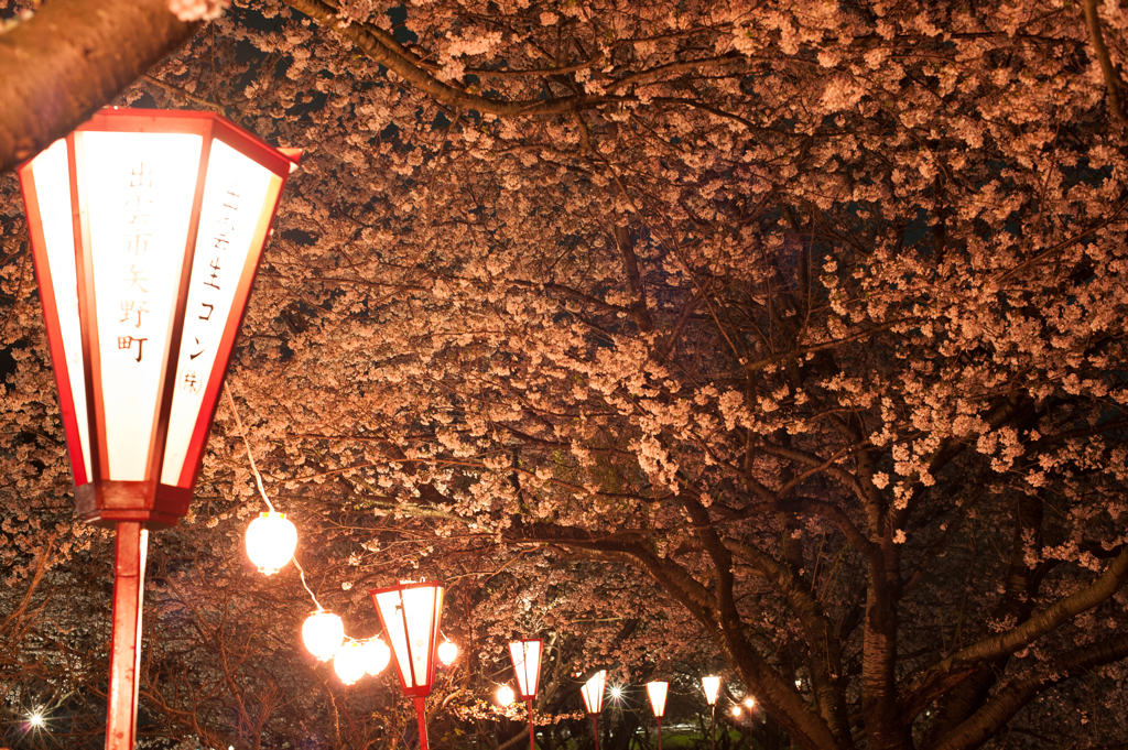 夜桜。