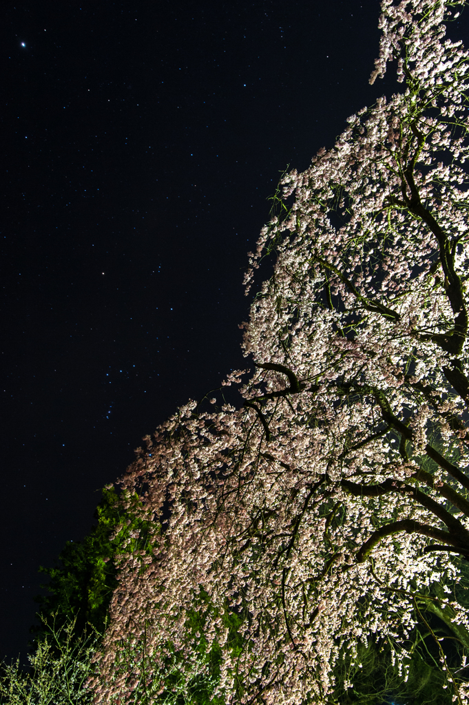 夜の桜とオリオン。