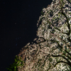 夜の桜とオリオン。
