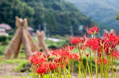 彼岸花とよずくはで。