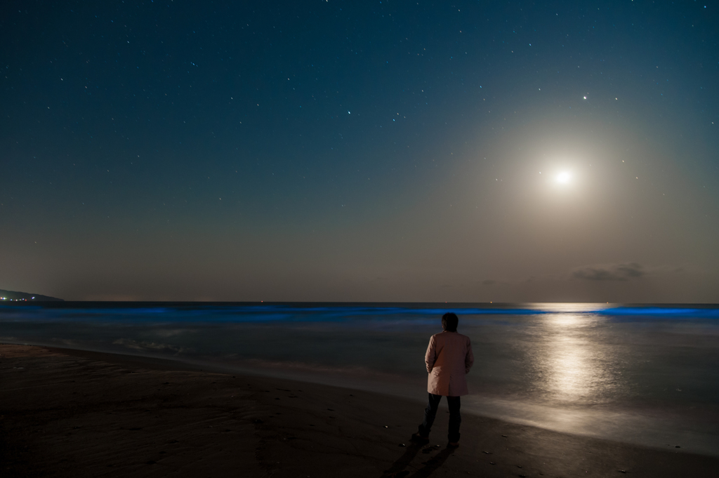 月明かりと星空と夜光虫・・・。