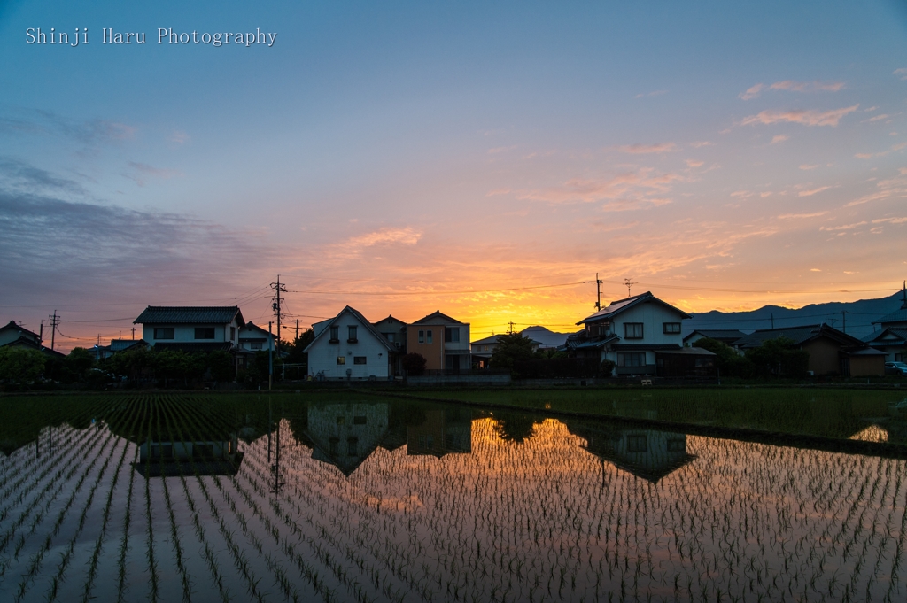 水田の水鏡、夕景。