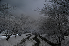 雪の桜土手。