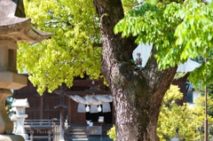 小さな先導者たち、宇美神社。