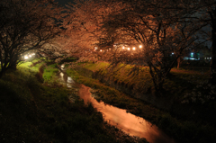新川桜土手、夜桜。