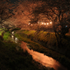 新川桜土手、夜桜。
