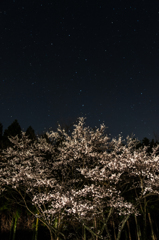 夜の桜と北斗七星。