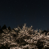 夜の桜と北斗七星。