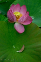 雨の古代ハス。