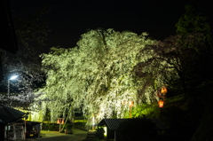 段部の枝垂桜のライトアップ。