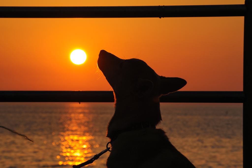 夕日の匂い。