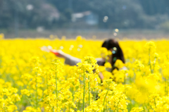 菜の花畑でしゃぼん玉。