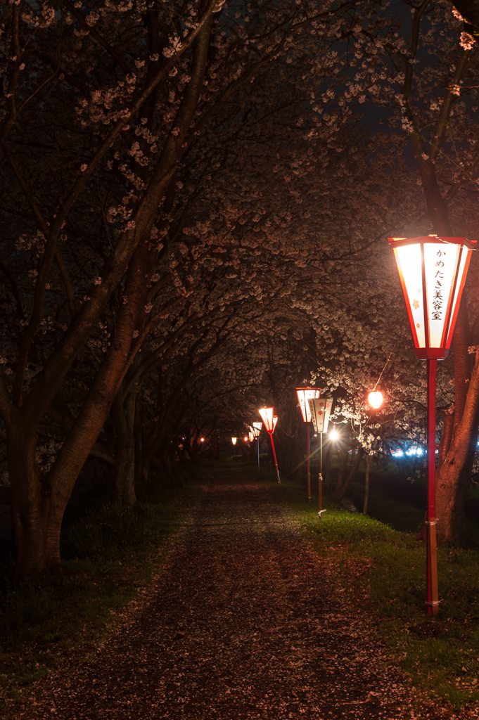 桜の小道。