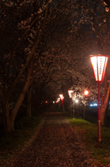 桜の小道。