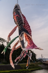 夕焼けこいのぼり。