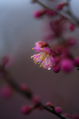 紅梅、雫。