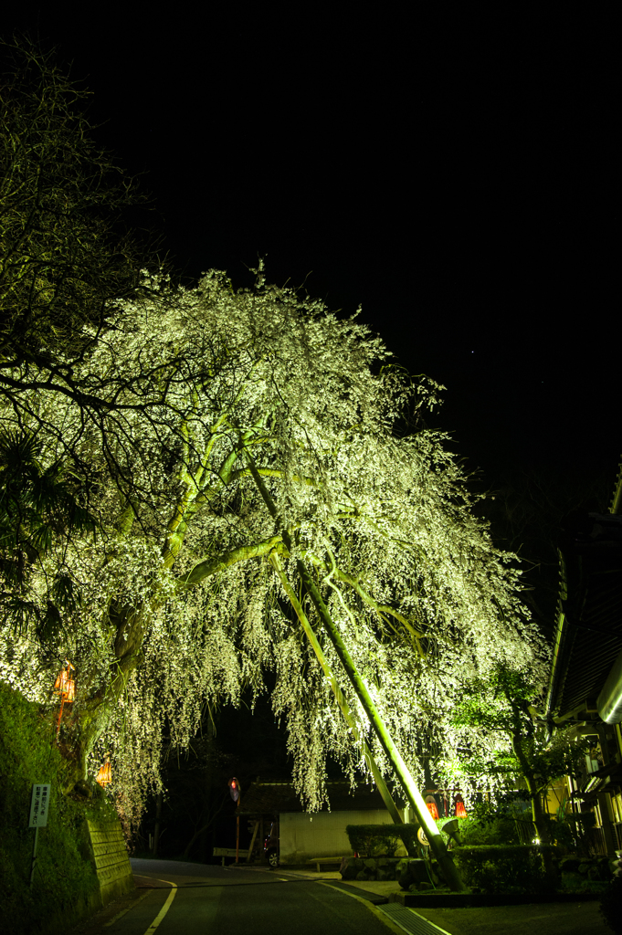 枝垂れ桜のトンネル。
