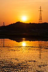 田んぼの朝。