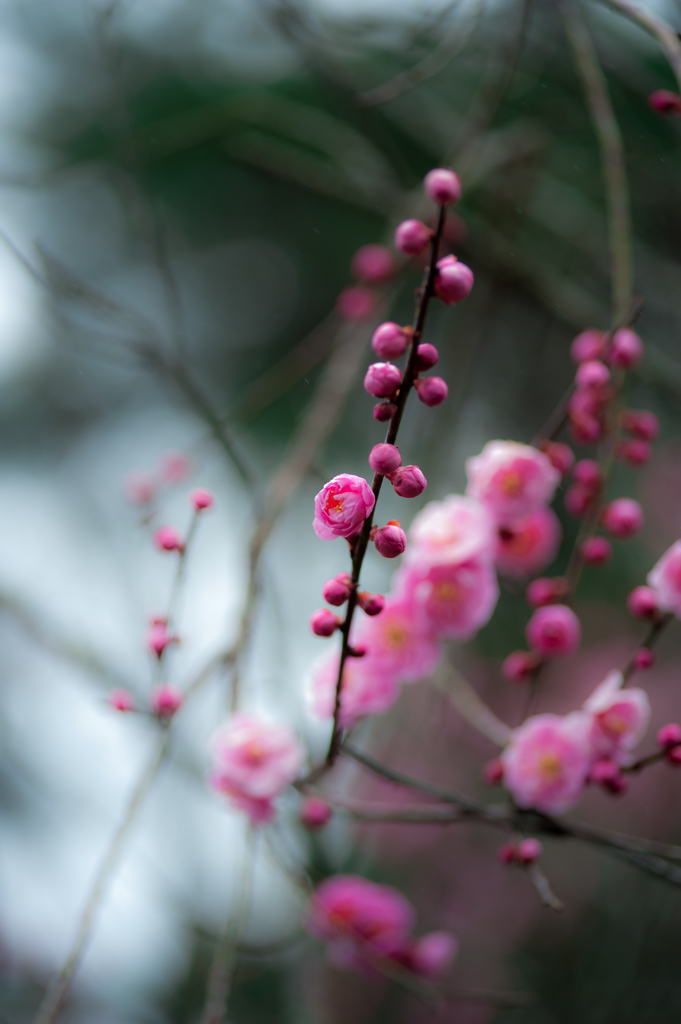 紅梅。