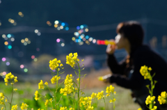 菜の花畑にシャボン玉