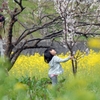 さくら？