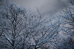 雪の桜、夜。