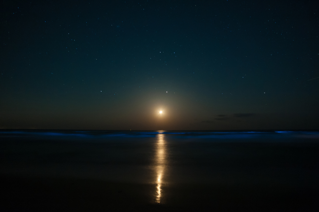 夜光虫の波に、月明かり。