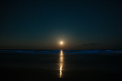夜光虫の波に、月明かり。