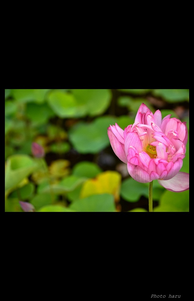 原鹿の旧豪農屋敷