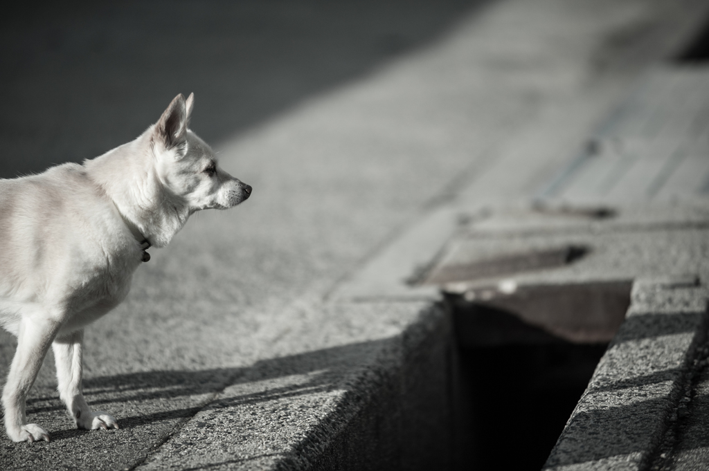 老犬。