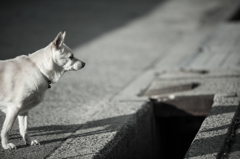 老犬。