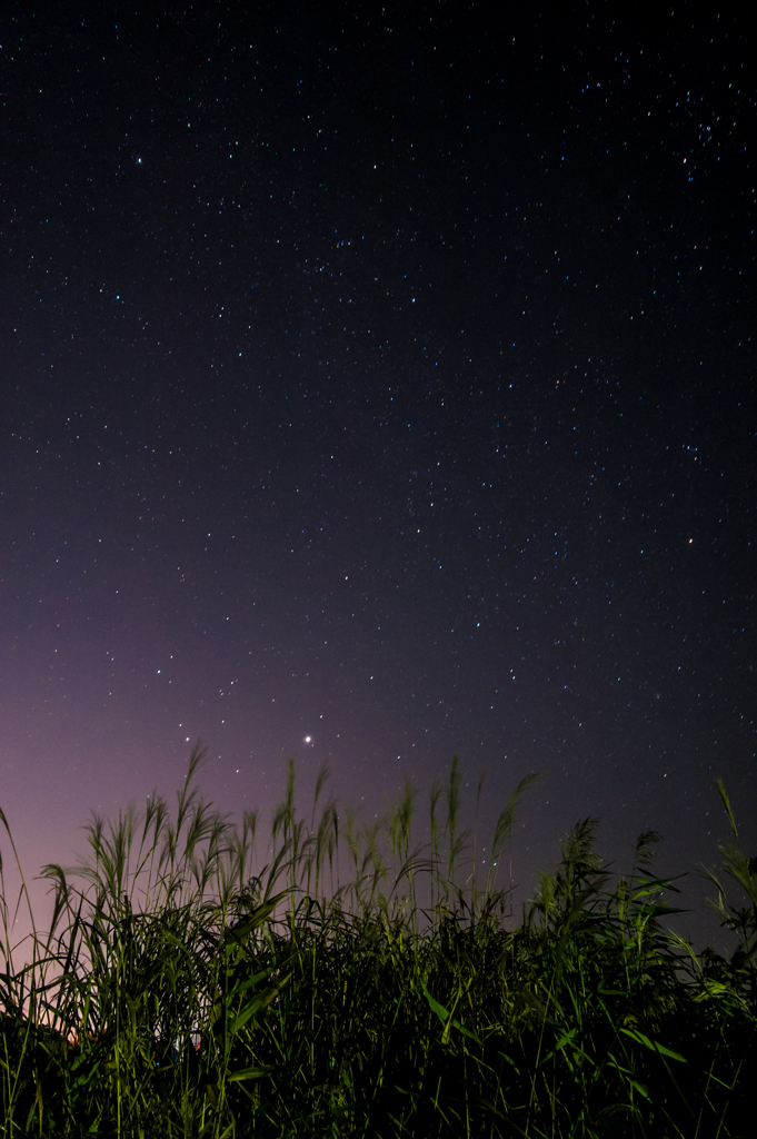 ススキ、星景。