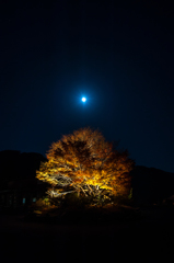 月夜の紅葉（ライトアップ）
