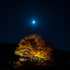 月夜の紅葉（ライトアップ）