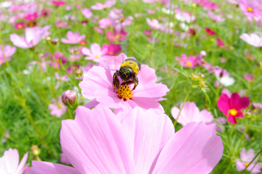 花粉だらけですけど何か？