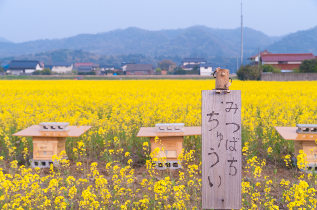 みつばちちゅうい。