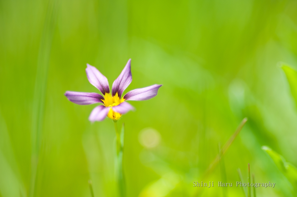 小さな花。