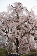 段部の枝垂桜。
