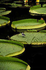 green circle