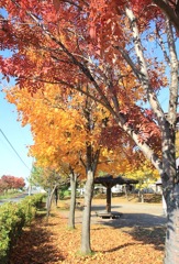 紅葉観賞